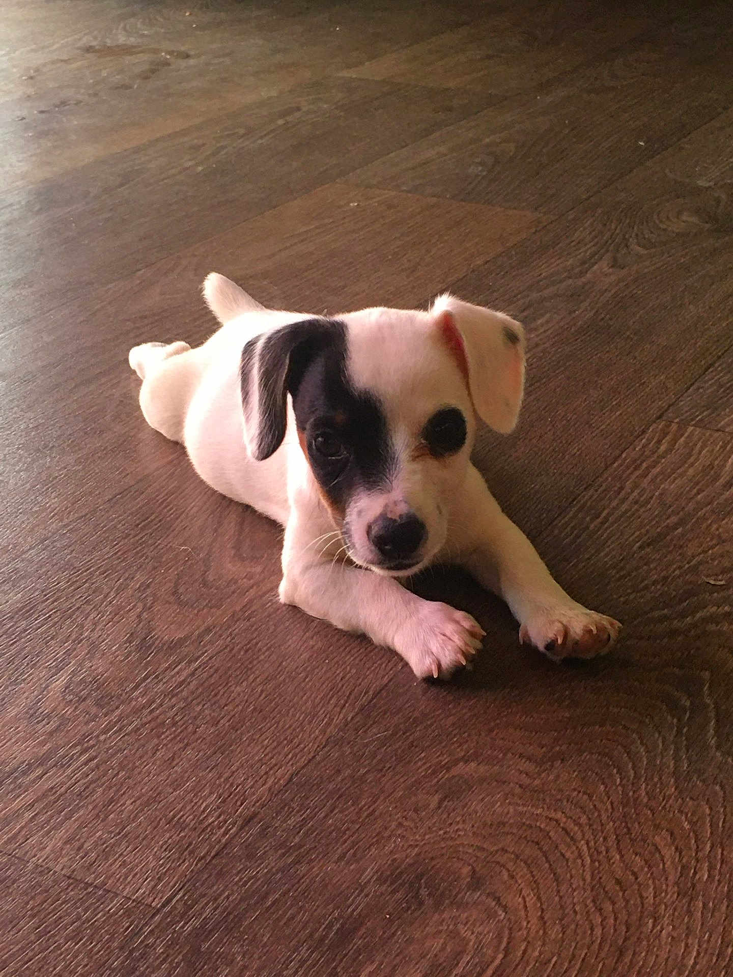 Gaïa participe au concours pour gagner de l'argent avec cette photo : puppy, dog, pet, animal, floor, wooden_floor, laying_down, cute, young, small, black_patch, white_fur, indoor, domestic_animal, canine, looking, front_paws, ears, nose, whiskers