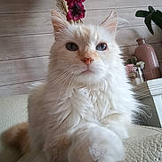 Speedy participe au concours pour gagner de l'argent avec cette photo : cat, white_cat, fluffy, blue_eyes, pet, indoor, flower_decoration, pampas_grass, couch, furniture, closeup, portrait, relaxed, home, animal, cute, whiskers, ears, nose, paw