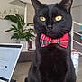 accessories, animal, blackcat, cat, computer, computerhardware, desk, electronics, formalwear, furniture, hardware, laptop, monitor, pc, pet, plant, pottedplant, screen, table, tie