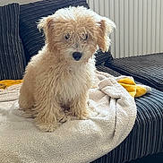 Chloe is registered to the contest to win money with this photo: dog, curly_fur, fluffy, cream_color, blanket, couch, indoor, pet, animal, fur, cozy, seated, looking, soft_light, home, radiator, window, curtains, relaxed, companion