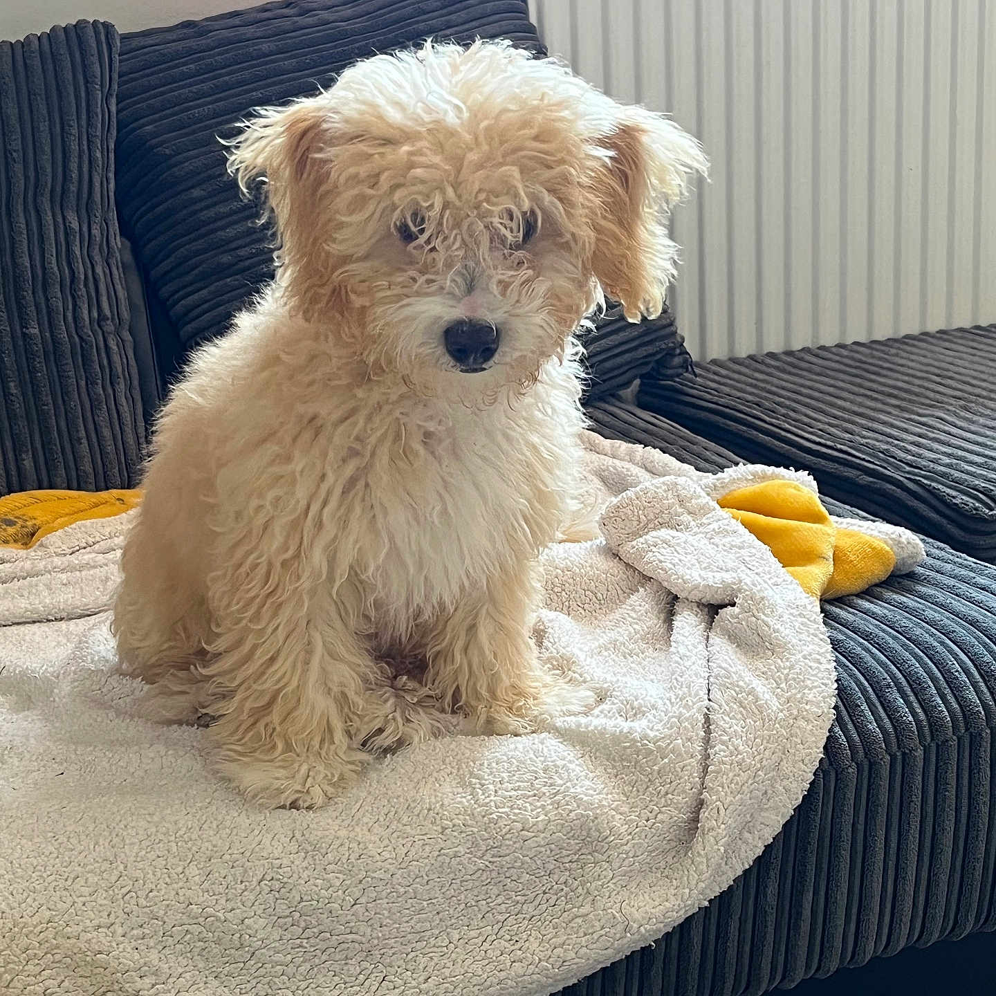 Chloe is registered to the contest to win money with this photo: animal, blanket, companion, couch, cozy, cream_color, curly_fur, curtains, dog, fluffy, fur, home, indoor, looking, pet, radiator, relaxed, seated, soft_light, window