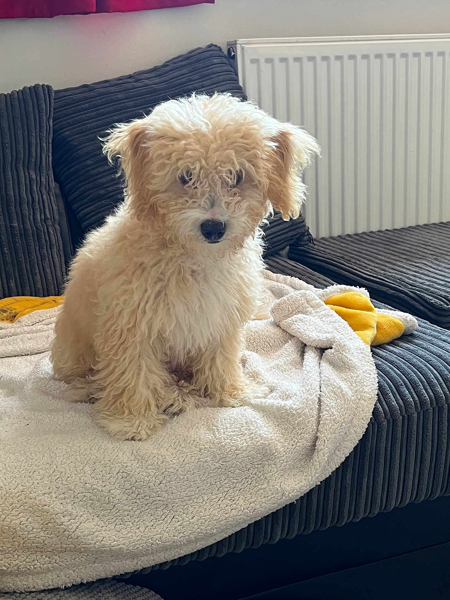 Chloe is registered to the contest to win money with this photo: dog, curly_fur, fluffy, cream_color, blanket, couch, indoor, pet, animal, fur, cozy, seated, looking, soft_light, home, radiator, window, curtains, relaxed, companion