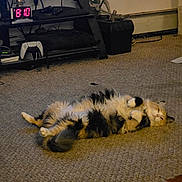 Bailey is registered to the contest to win money with this photo: cable, carpet, cat, cozy, digital_clock, electronics, floor, fluffy, furniture, gaming_controller, home, indoor, lying_down, multicolor_cat, pet, relaxed, resting, room, shelf, sleepy