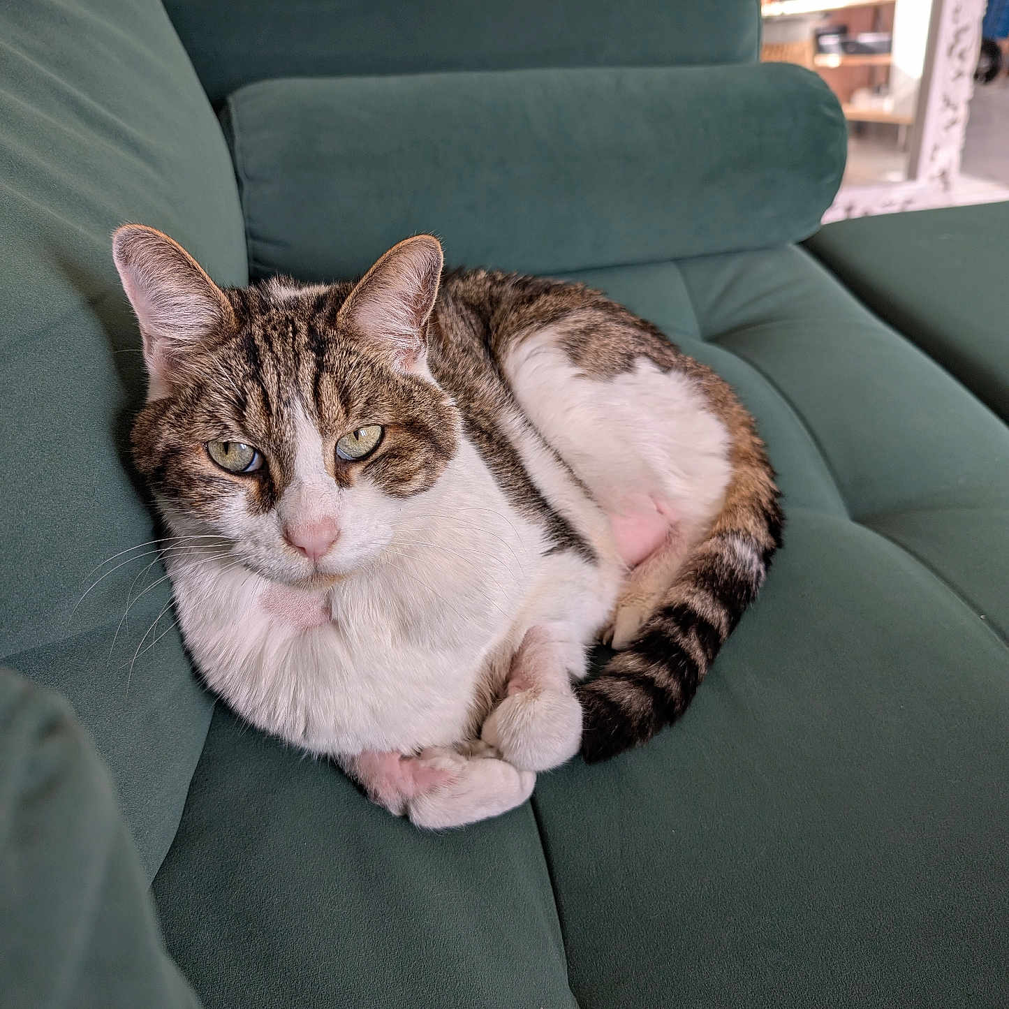 Khâl a rejoint le concours — aidez-le/la à gagner de superbes lots ! animal, cat, companion, cozy, cute, domestic, eyes, fur, furniture, green_sofa, home, indoor, living_room, mammal, pet, relaxing, resting, sofa, tabby, whiskers