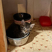 Bébé a rejoint le concours — aidez-le/la à gagner de superbes lots ! kitten, cat, bowl, metal, kitchen_cabinet, floor, patterned_floor, tile, sleepy, tabby, pet, small, cozy, indoor, animal, cute, resting, feline, domestic_cat, cabinet