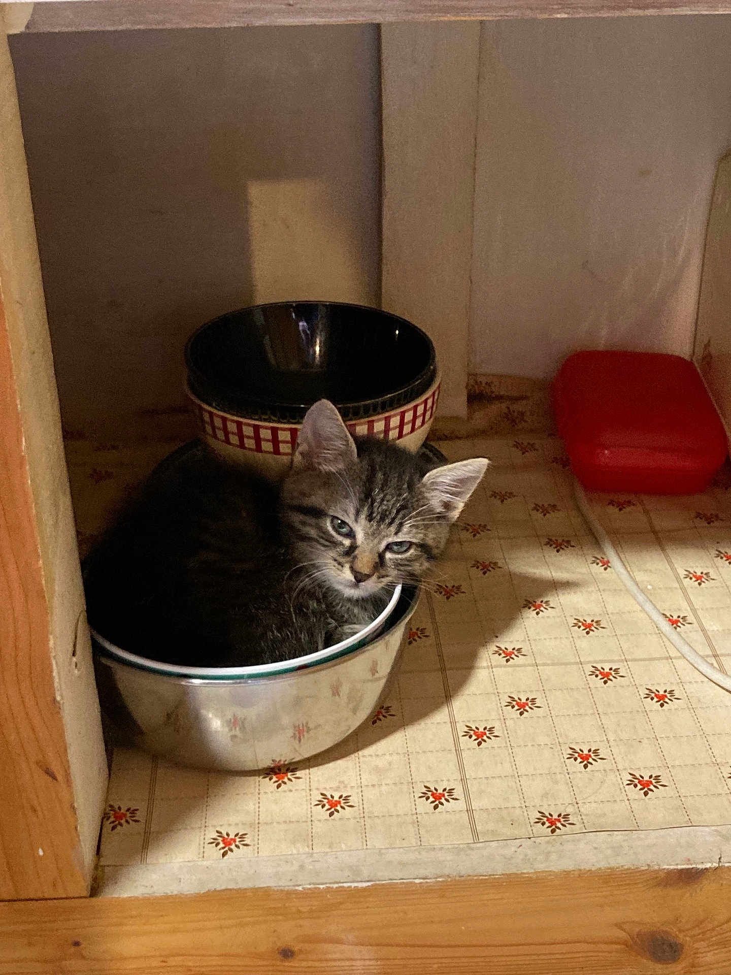 Bébé a rejoint le concours — aidez-le/la à gagner de superbes lots ! kitten, cat, bowl, metal, kitchen_cabinet, floor, patterned_floor, tile, sleepy, tabby, pet, small, cozy, indoor, animal, cute, resting, feline, domestic_cat, cabinet