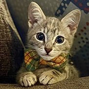 Sora is registered to the contest to win money with this photo: animal, bow_tie, cat, close_up, couch, cozy, cute, domestic_animal, ears, feline, fur, indoor, kitten, pattern, paws, pet, portrait, texture, whiskers, young
