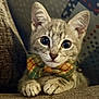 animal, bow_tie, cat, close_up, couch, cozy, cute, domestic_animal, ears, feline, fur, indoor, kitten, pattern, paws, pet, portrait, texture, whiskers, young
