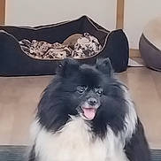 Jeny a rejoint le concours — aidez-le/la à gagner de superbes lots ! animal, black_and_white, blanket, companion, cozy, cute, dog, domestic, floor, fluffy, friendly, fur, happy, home, indoor, pet_bed, resting_place, sitting, small_dog, tongue_out