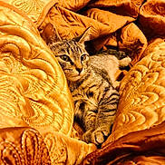 Tommy participe au concours pour gagner de l'argent avec cette photo : cat, tabby_cat, quilt, blanket, patterned_fabric, cozy, relaxed, indoor, pet, fur, striped, resting, comfort, warm_colors, textile, close_up, animal, sleepy, cute, domestic_cat