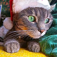 Merlin participe au concours pour gagner de l'argent avec cette photo : cat, tabby, green_eyes, santa_hat, holiday, close_up, whiskers, paws, yellow_blanket, green_fabric, cozy, pet, feline, indoor, cute, festive, animal, portrait, relaxed, curious