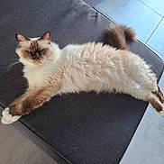 Ubert participe au concours pour gagner de l'argent avec cette photo : animal, brown_points, cat, cream_color, cushion, domestic_cat, ears, feline, floor, fluffy, fur, indoor, lounging, pet, relaxed, resting, stretching, tail, tile, whiskers