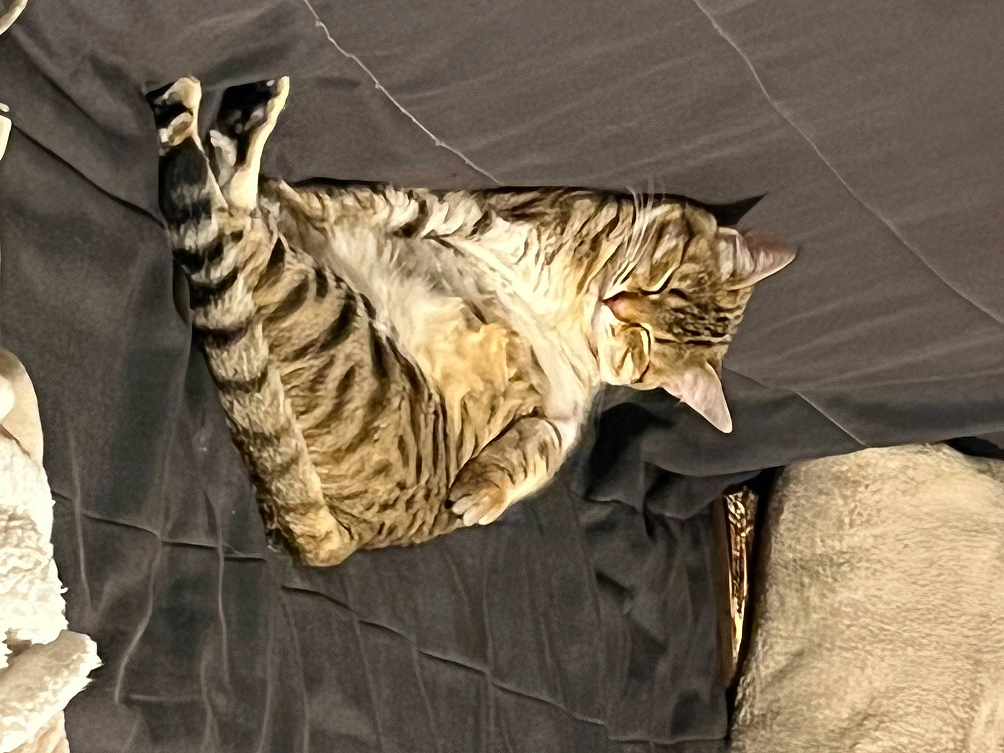 Chippie participe au concours pour gagner de l'argent avec cette photo : bengal_tiger, big_cats, carnivore, cat, domestic_short_haired_cat, eye, felidae, fossil, fur, siberian_tiger, small_to_medium_sized_cats, tail, terrestrial_animal, tiger, tree, whiskers, wildlife, wood