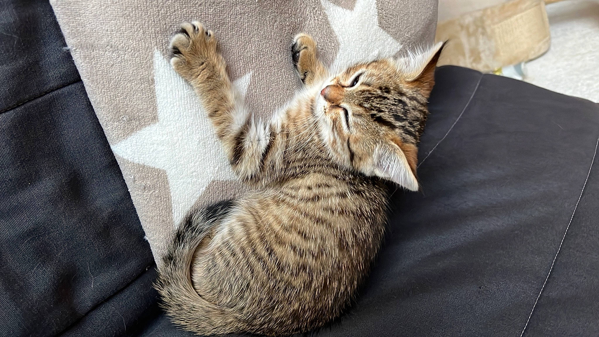 Chippie a rejoint le concours — aidez-le/la à gagner de superbes lots ! carnivore, cat, cat_bed, cat_supply, claw, comfort, domestic_short_haired_cat, felidae, fur, grey, paw, small_to_medium_sized_cats, snout, tail, terrestrial_animal, whiskers