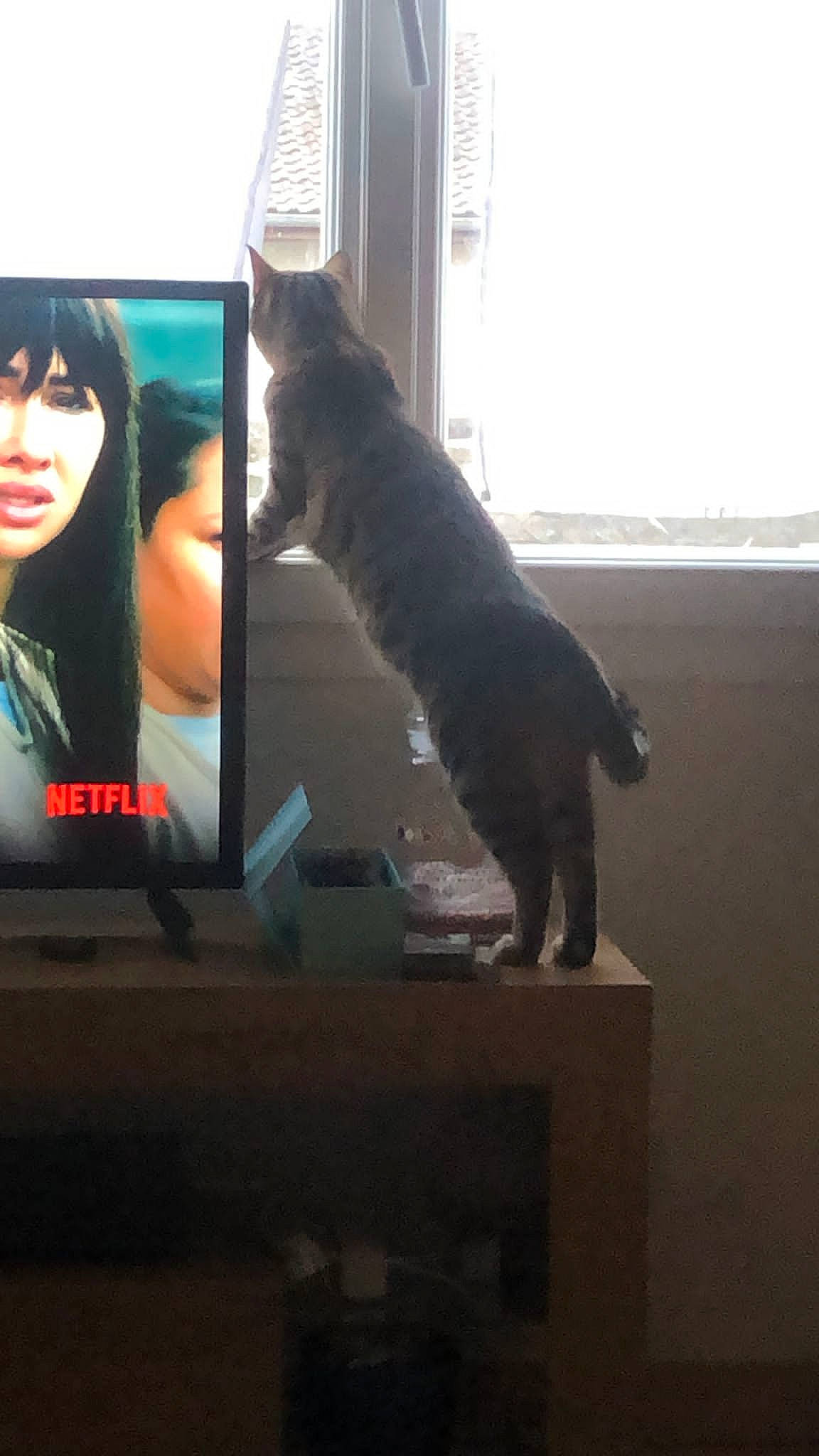 Chippie participe au concours pour gagner de l'argent avec cette photo : advertising, canidae, carnivore, cat, display_device, dog_breed, felidae, flat_panel_display, flooring, fur, hardwood, multimedia, room, small_to_medium_sized_cats, sporting_group, tail, television_set, whiskers, window, wood