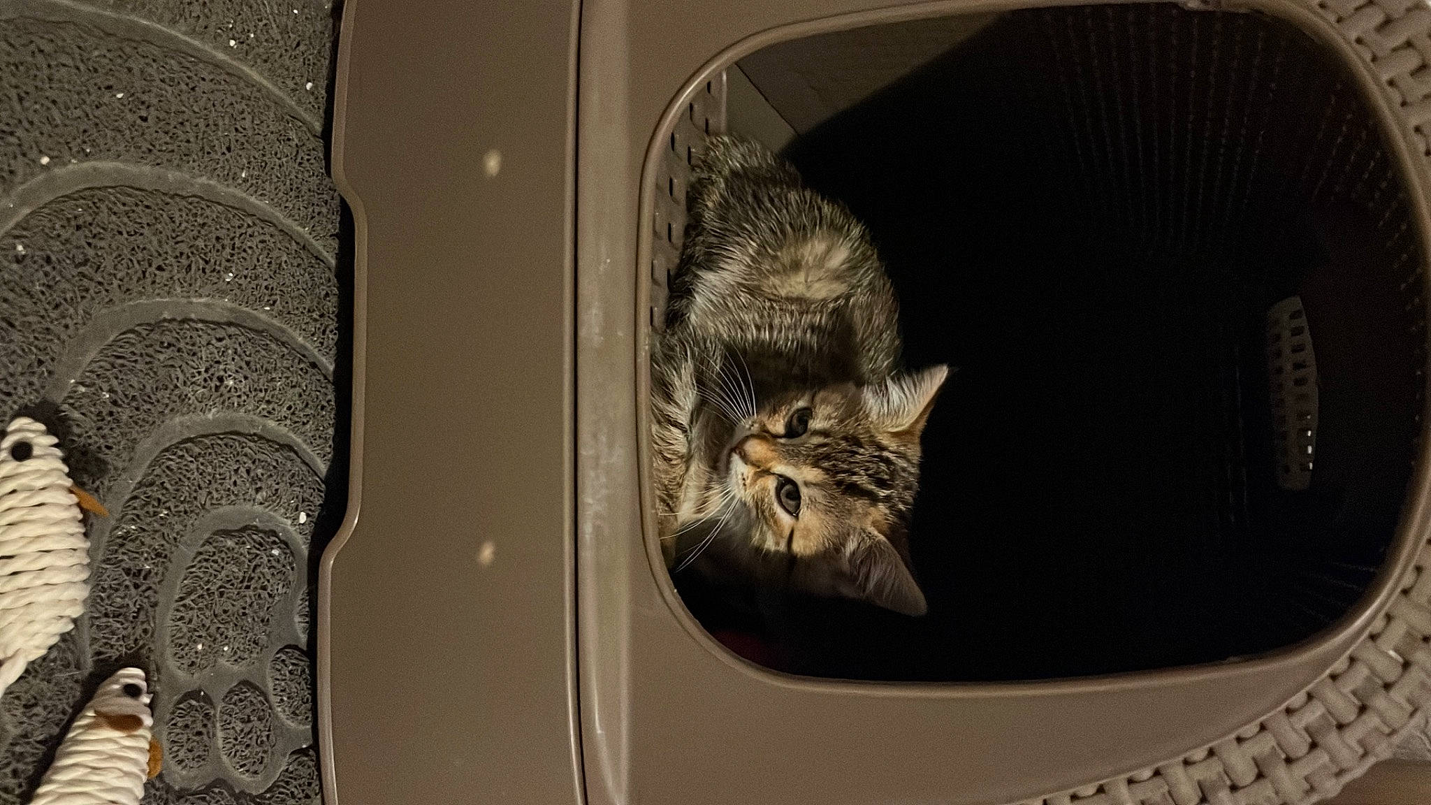 Chippie a rejoint le concours — aidez-le/la à gagner de superbes lots ! auto_part, automotive_design, automotive_lighting, automotive_tire, bag, carnivore, cat, comfort, domestic_short_haired_cat, felidae, fur, grey, hat, luggage_and_bags, metal, motor_vehicle, rim, small_to_medium_sized_cats, tail, whiskers