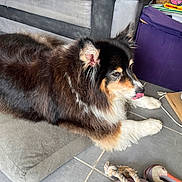 Iska a rejoint le concours — aidez-le/la à gagner de superbes lots ! dog, tricolor, fluffy, tongue_out, cushion, indoor, tile_floor, toy, rope_toy, stuffed_toy, fan, storage_bin, pet, animal, relaxed, lying_down, fur, ears, snout, paw