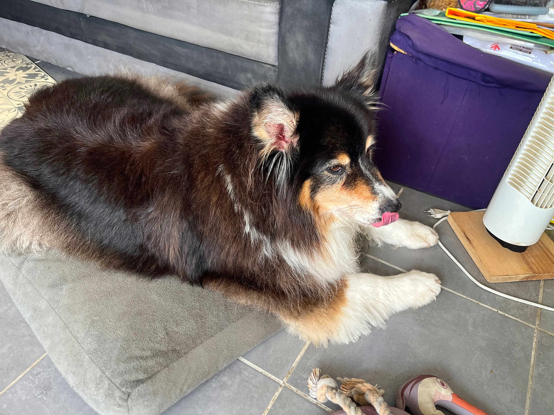 Iska a rejoint le concours — aidez-le/la à gagner de superbes lots ! dog, tricolor, fluffy, tongue_out, cushion, indoor, tile_floor, toy, rope_toy, stuffed_toy, fan, storage_bin, pet, animal, relaxed, lying_down, fur, ears, snout, paw