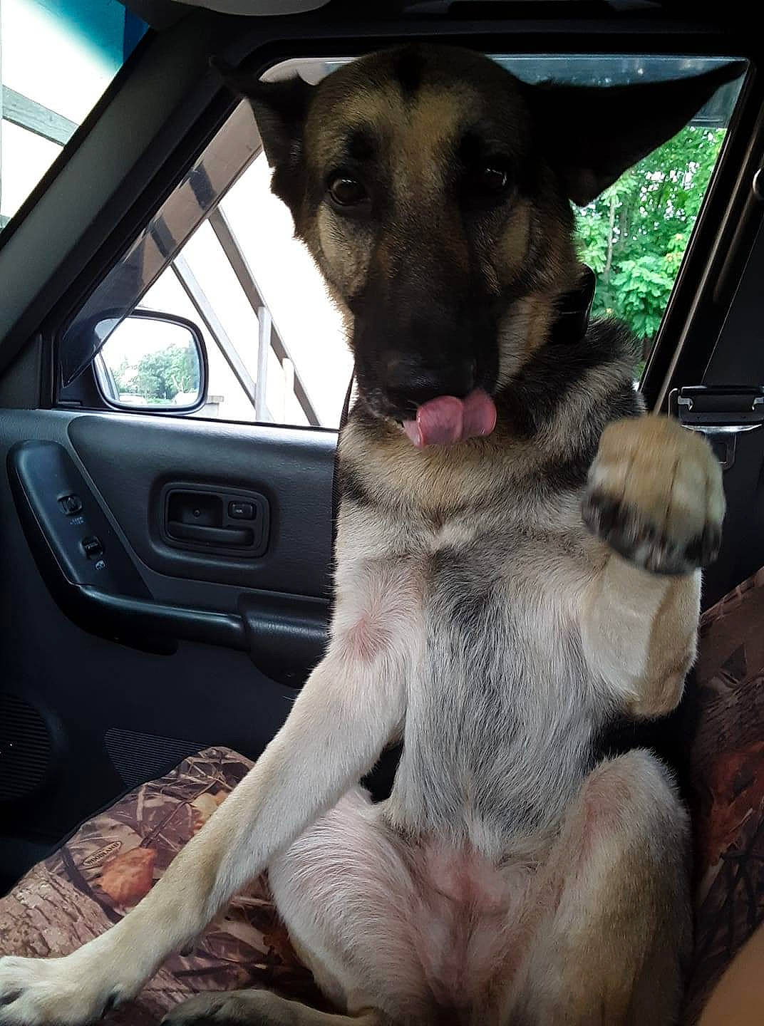 Paisley is registered to the contest to win money with this photo: auto_part, automotive_exterior, automotive_mirror, car, carnivore, companion_dog, dog, dog_breed, family_car, fawn, fur, luxury_vehicle, motor_vehicle, snout, steering_wheel, vehicle, vehicle_door, window, windshield, working_animal