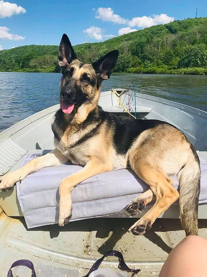 Paisley is registered to the contest to win money with this photo: boat, carnivore, cloud, companion_dog, dog, dog_breed, dog_collar, fawn, german_shepherd_dog, king_shepherd, lake, leisure, recreation, ship, sky, travel, tree, vehicle, water, working_animal
