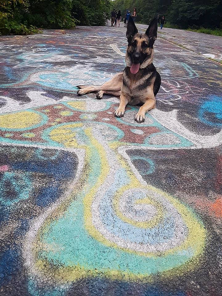 Paisley joined the competition — help win amazing prizes! art, asphalt, carnivore, companion_dog, dog, dog_breed, fawn, flagstone, flooring, fun, grass, herding_dog, leash, leisure, plant, recreation, road, road_surface, sidewalk, tree