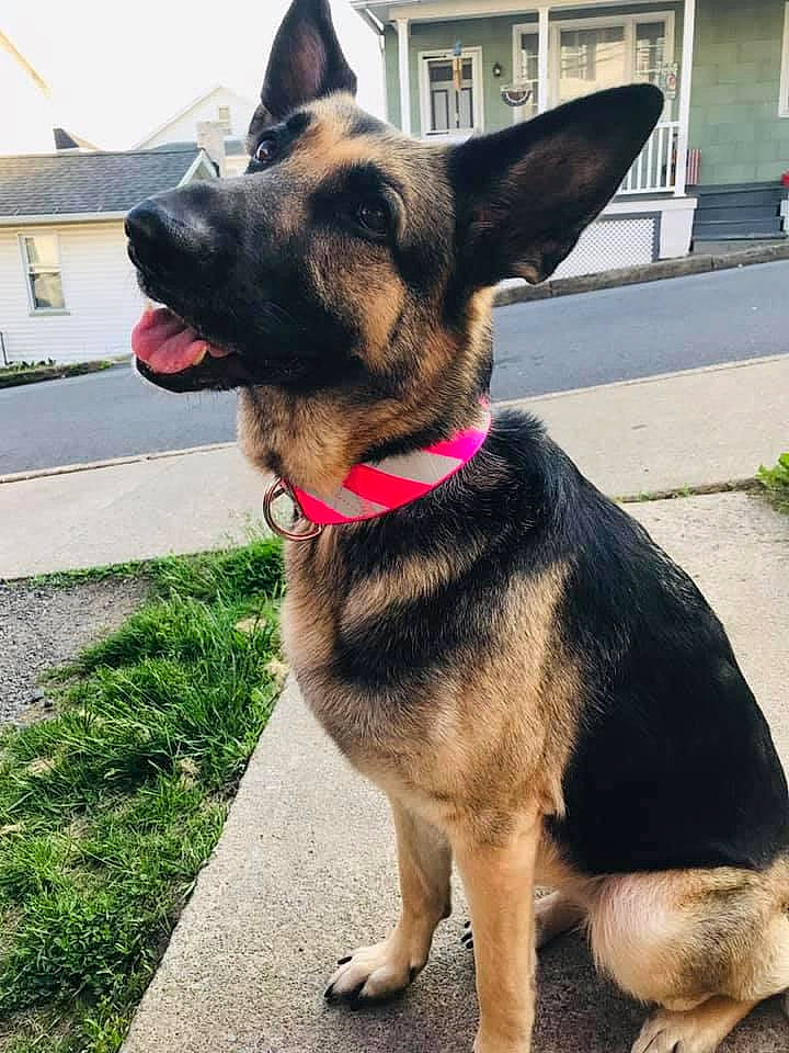 Paisley is registered to the contest to win money with this photo: canidae, carnivore, collar, companion_dog, dog, dog_breed, dog_collar, dog_supply, fashion_accessory, fawn, fur, german_shepherd_dog, herding_dog, pet_supply, plant, snout, sporting_group, vertebrate, window, working_animal