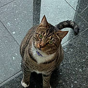 Chase is registered to the contest to win money with this photo: cat, tabby, green_eyes, white_paws, pet, indoor, floor, tile, curious, looking_up, feline, animal, whiskers, ears, tail, collar, domestic_cat, sitting, close_up, cute