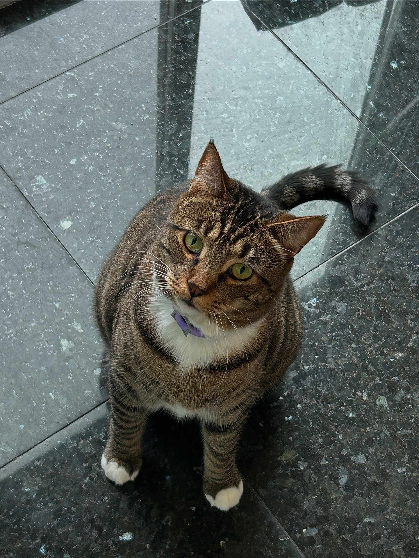 Chase is registered to the contest to win money with this photo: cat, tabby, green_eyes, white_paws, pet, indoor, floor, tile, curious, looking_up, feline, animal, whiskers, ears, tail, collar, domestic_cat, sitting, close_up, cute