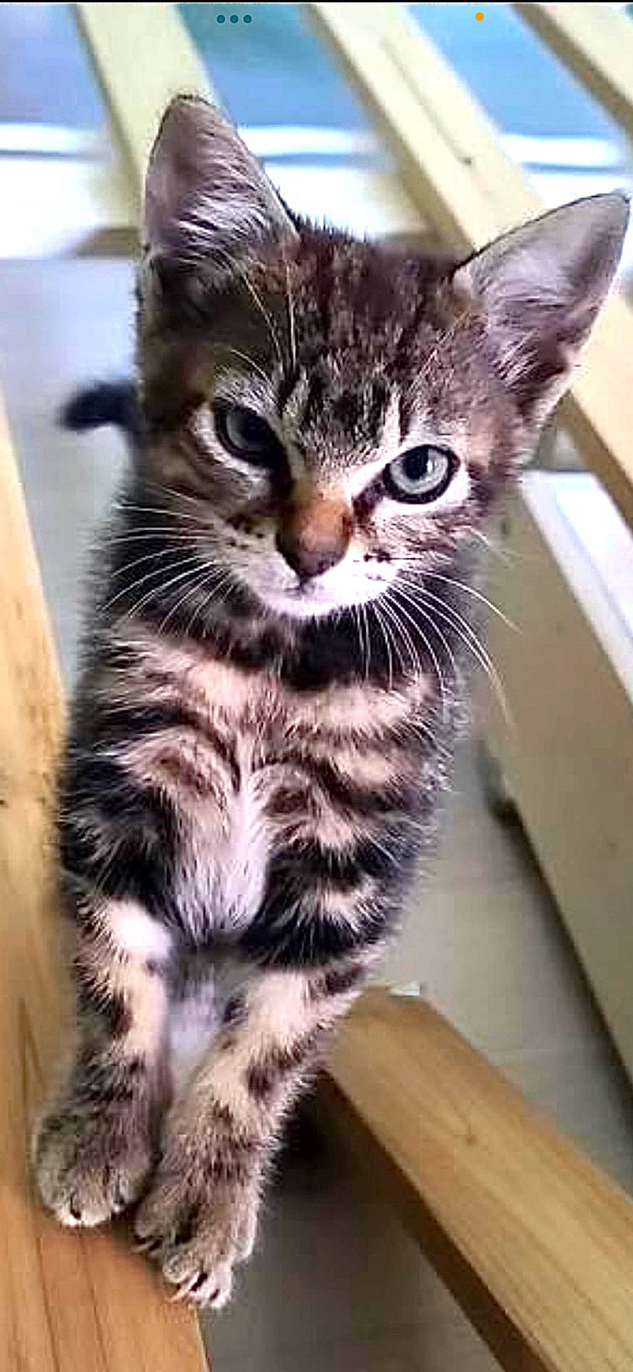 Lola participe au concours pour gagner de l'argent avec cette photo : abyssinian, angora, animal, cat, egyptiancat, hardwood, kitten, manx, ocelot, pet, snout, wood