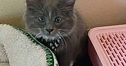 Mickey joined the competition — help win amazing prizes! kitten, cat, gray_cat, pet_bed, pink_plastic, indoor, curious, furry, whiskers, animal, young_cat, cozy, domestic_cat, paw, wall, texture, soft, cute, feline, small