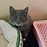 kitten, cat, gray_cat, pet_bed, pink_plastic, indoor, curious, furry, whiskers, animal, young_cat, cozy, domestic_cat, paw, wall, texture, soft, cute, feline, small
