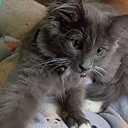 Mickey is registered to the contest to win money with this photo: cat, kitten, gray_fur, white_paws, whiskers, pet, animal, feline, cute, indoor, blanket, cozy, close_up, paw, collar, fur, playful, young, resting, soft