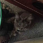 Mickey is registered to the contest to win money with this photo: animal, carpet, cat, cozy, curious, domestic_animal, ears, eyes, feline, floor, gray_cat, home, indoor, kitten, looking_up, pet, quiet, soft, whiskers, young_cat