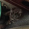 Mickey is registered to the contest to win money with this photo: cat, kitten, gray_cat, carpet, indoor, curious, pet, animal, feline, whiskers, ears, eyes, cozy, floor, home, soft, looking_up, young_cat, domestic_animal, quiet
