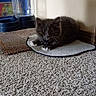 Mickey is registered to the contest to win money with this photo: kitten, cat, pet, indoor, carpet, mat, water_dispenser, gray_fur, curious, animal, feline, resting, young_cat, floor, household, domestic, whiskers, paw, cozy, companion