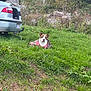 Hezya a rejoint le concours — aidez-le/la à gagner de superbes lots ! dog, grass, blanket, car, open_trunk, greenery, rocks, bushes, outdoor, nature, pet, canine, harness, animal, parked_car, ground, field, daylight, relaxed, fur