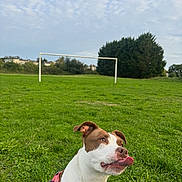 Hezya participe au concours pour gagner de l'argent avec cette photo : dog, tongue, pink_harness, grass, field, soccer_goal, tree, sky, cloud, outdoor, pet, animal, playful, greenery, nature, park, canine, muzzle, ears, daytime