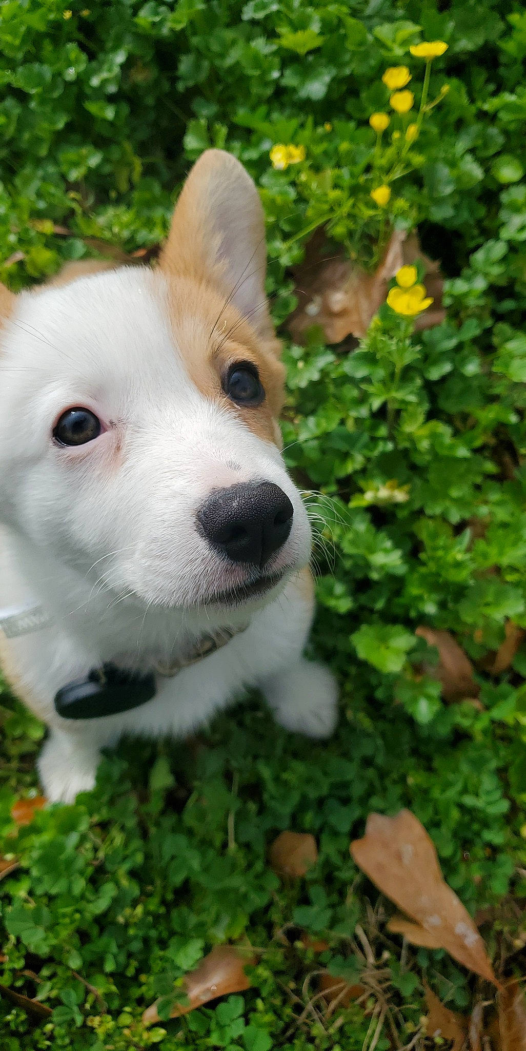 Booker joined the competition — help win amazing prizes! ancient_dog_breeds, annual_plant, canidae, carnivore, collar, companion_dog, dog, dog_breed, fawn, flower, fur, grass, groundcover, plant, snout, sporting_group, tail, terrestrial_animal, whiskers, working_animal