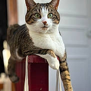 Cody a rejoint le concours — aidez-le/la à gagner de superbes lots ! animal, cat, closeup, curious, cute, domestic, feline, green_eyes, household, indoor, lounging, pet, portrait, railing, relaxed, resting, striped, tabby, whiskers, white_paws