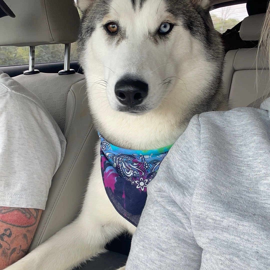 Tex is registered to the contest to win money with this photo: accessories, animal, baby, bandana, canine, couch, cushion, dog, eskimodog, furniture, headband, headrest, homedecor, husky, person, pet, puppy, skin, tattoo, whitedog
