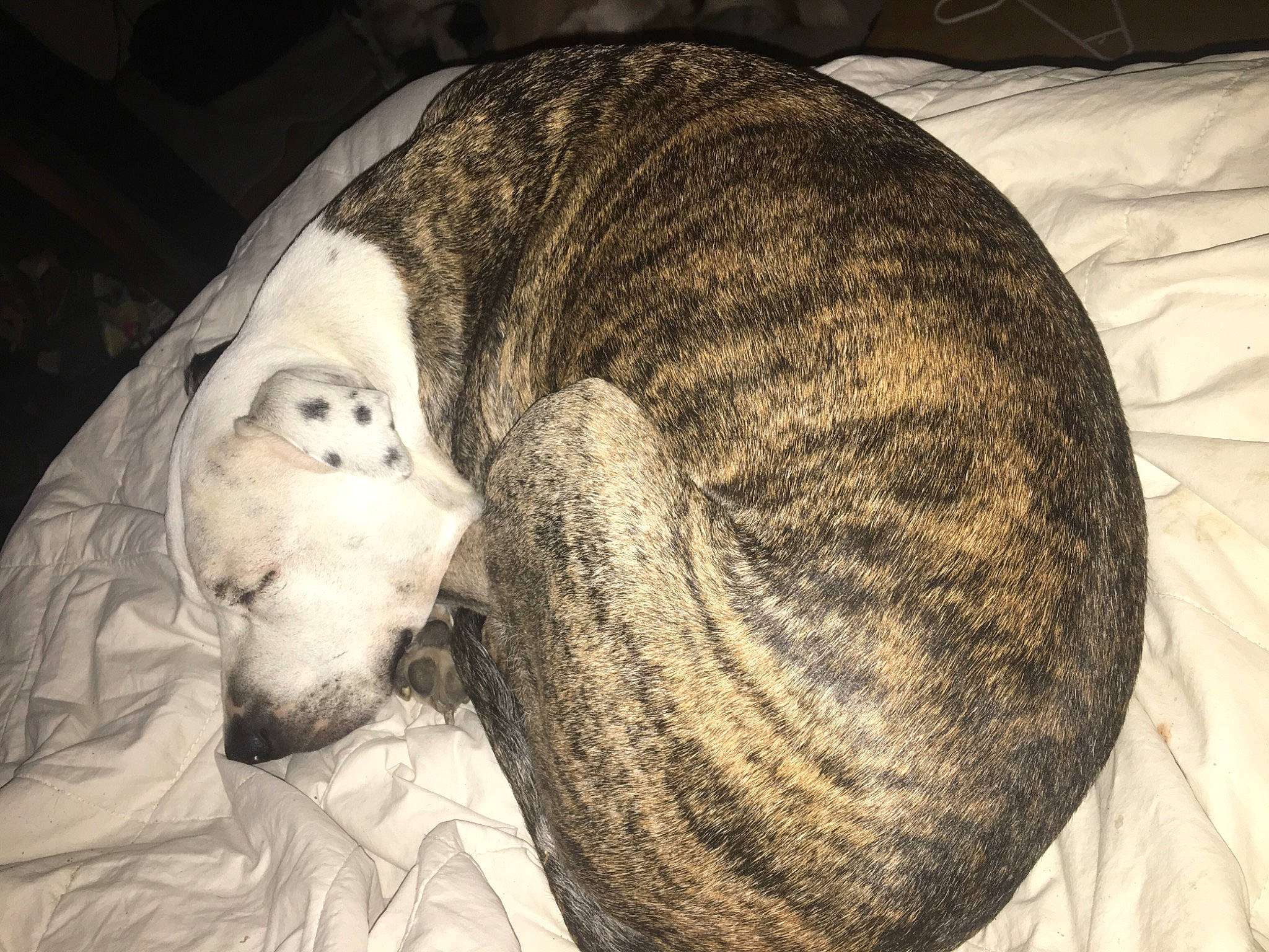 Lola May is registered to the contest to win money with this photo: cap, carnivore, circle, comfort, companion_dog, dog_breed, fawn, felidae, fur, grey, hat, headgear, linens, small_to_medium_sized_cats, snout, sun_hat, terrestrial_animal, vegetable, whiskers, wool