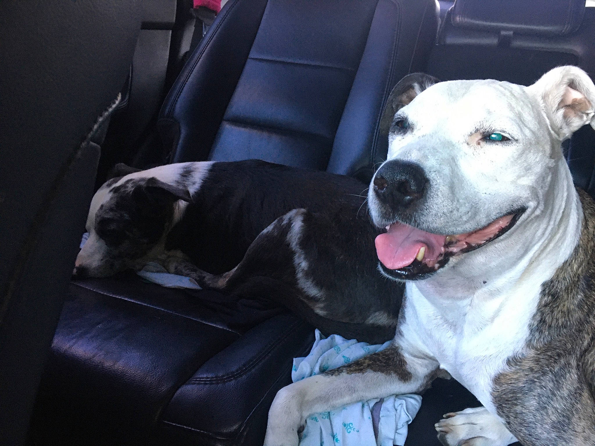 Lola May joined the competition — help win amazing prizes! canidae, car_seat, carnivore, collar, comfort, companion_dog, dog, dog_breed, dog_collar, non_sporting_group, snout, sporting_group, vehicle, whiskers, working_animal, working_dog