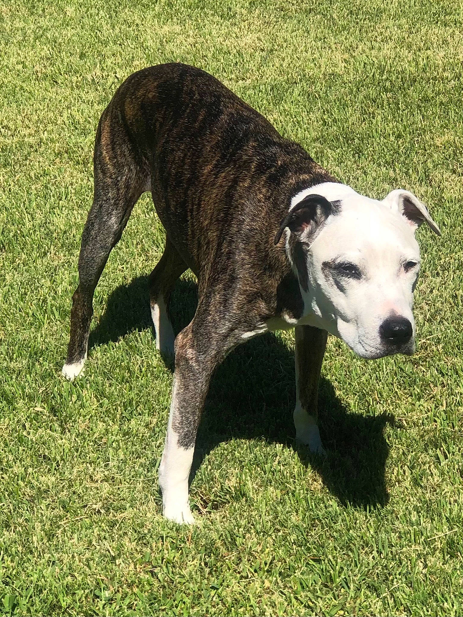 Lola May is registered to the contest to win money with this photo: canidae, carnivore, collar, companion_dog, dog, dog_breed, dog_collar, dog_supply, fawn, grass, non_sporting_group, pet_supply, plant, sighthound, snout, sporting_group, tail, terrestrial_animal, working_animal, working_dog