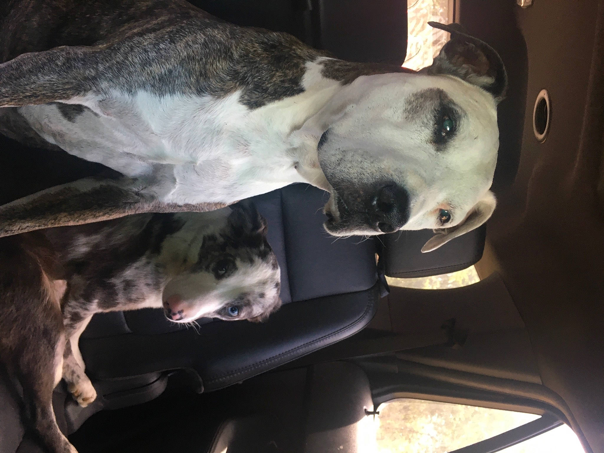 Lola May is registered to the contest to win money with this photo: canidae, carnivore, collar, companion_dog, dalmatian, dog, dog_breed, dog_collar, fawn, fur, giant_dog_breed, jaw, mammal, metal, snout, sporting_group, terrestrial_animal, whiskers, window, working_animal