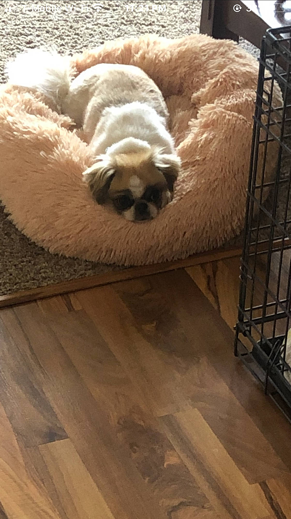 Cia joined the competition — help win amazing prizes! canidae, carnivore, companion_dog, dog, dog_breed, fawn, floor, flooring, fur, hardwood, pug, shih_tzu, snout, sporting_group, wood