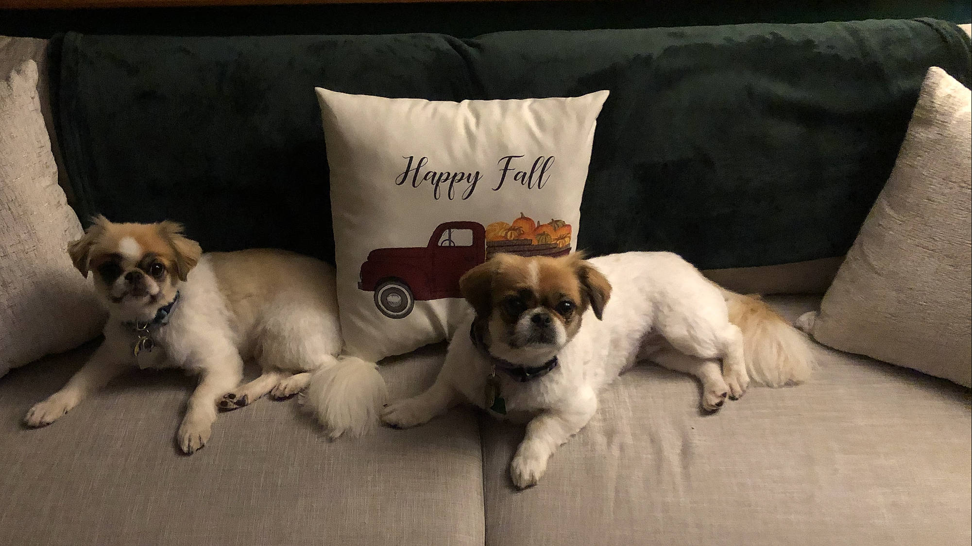 Chloe joined the competition — help win amazing prizes! ancient_dog_breeds, canidae, carnivore, companion_dog, dog, dog_breed, japanese_chin, mammal, paw, puppy, puppy_love, shih_tzu, small_greek_domestic_dog, snout, sporting_group, tibetan_spaniel, vertebrate