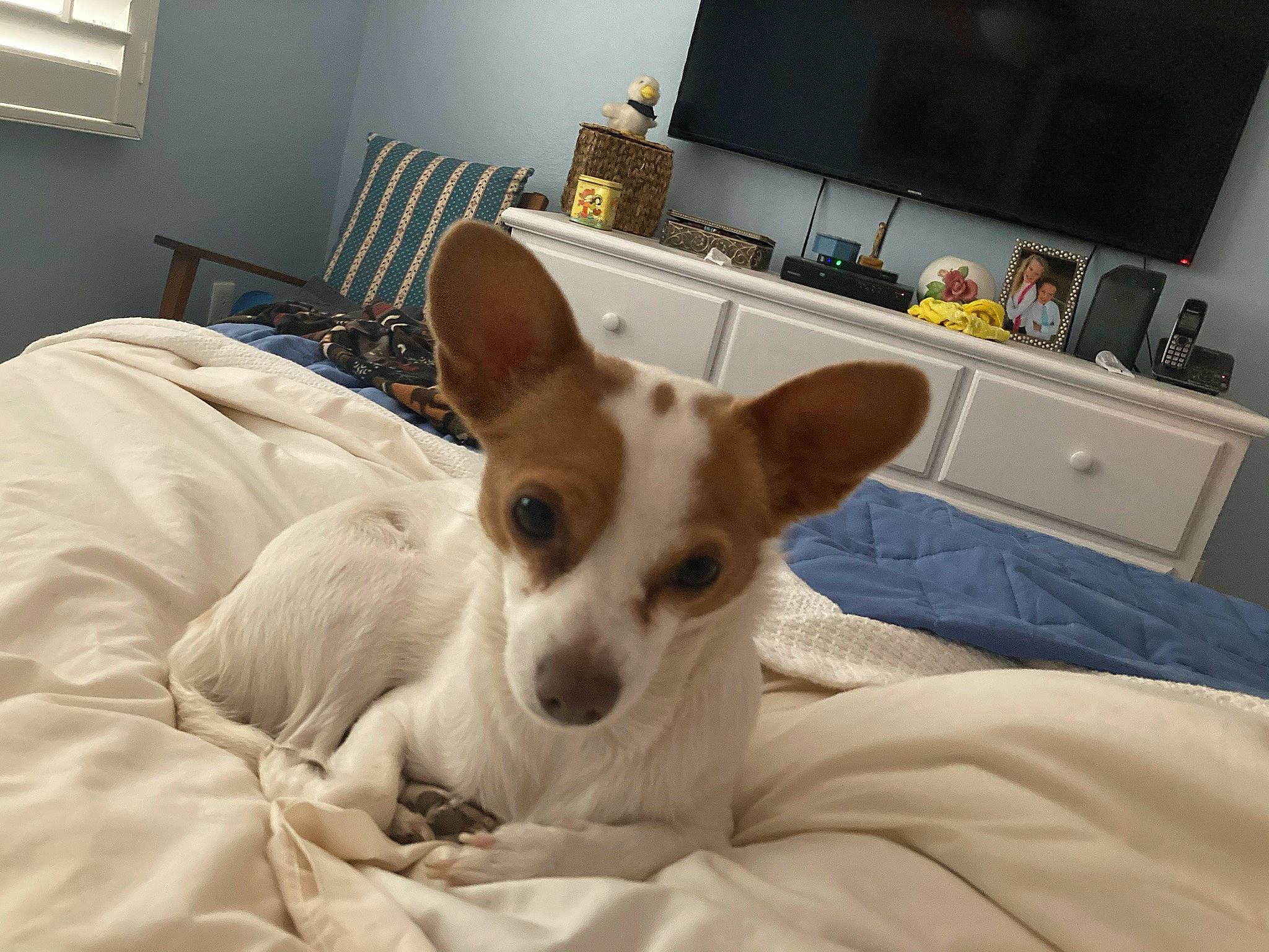 Alfie joined the competition — help win amazing prizes! canidae, carnivore, comfort, companion_dog, dog, dog_breed, fawn, furniture, lamp, light_switch, living_room, picture_frame, room, snout, sporting_group, television, toy_dog, whiskers, window, working_animal