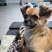 Amigo a rejoint le concours — aidez-le/la à gagner de superbes lots ! dog, small_dog, fluffy, pet, indoor, couch, person, leopard_print, lap, fur, animal, living_room, television, comfort, home, cute, sitting, brown_fur, black_nose, ears