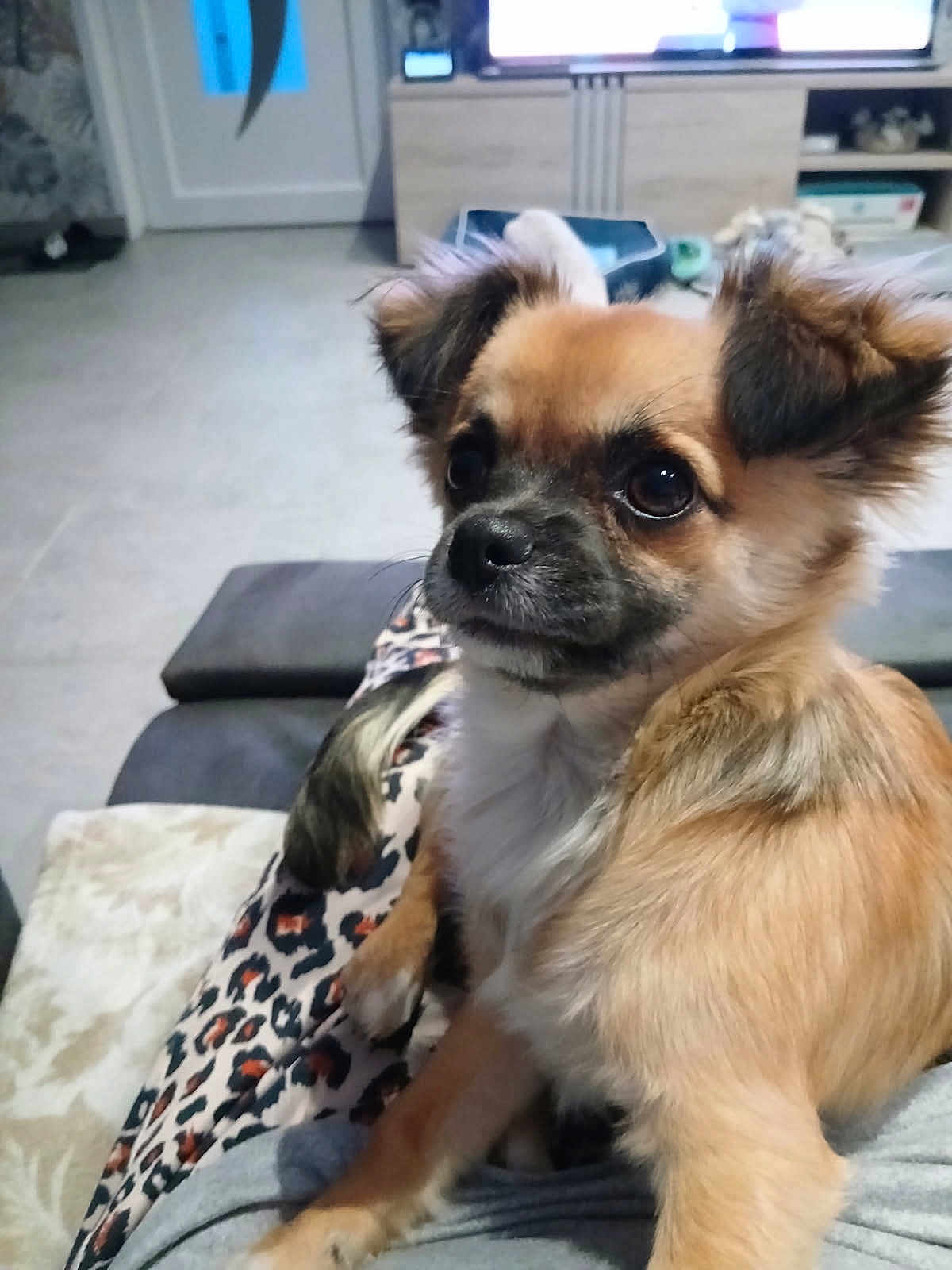 Amigo a rejoint le concours — aidez-le/la à gagner de superbes lots ! dog, small_dog, fluffy, pet, indoor, couch, person, leopard_print, lap, fur, animal, living_room, television, comfort, home, cute, sitting, brown_fur, black_nose, ears