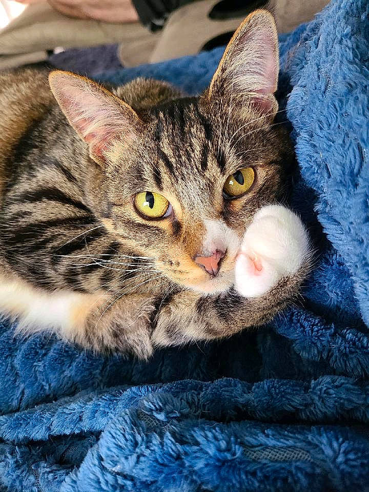 Agnes joined the competition — help win amazing prizes! art, carnivore, cat, claw, close_up, domestic_short_haired_cat, eye, felidae, fur, grass, paw, photo_caption, small_to_medium_sized_cats, snout, terrestrial_animal, whiskers, wildlife